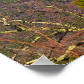 Poster Montagne fourrée, Arkansas (Coin)