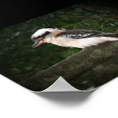 Poster Montagnes Bunya Kookaburra (Coin)