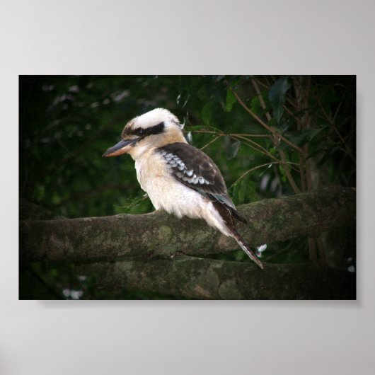 Poster Montagnes Bunya Kookaburra (Devant)