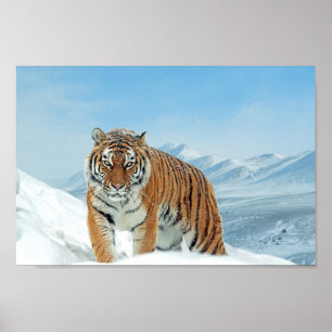 Poster Montagnes Tiger hiver Nature Photo Neige Imprimer