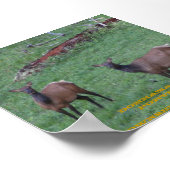 Poster Montana Elk (Coin)