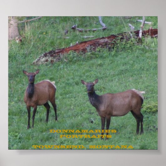 Poster Montana Elk (Devant)