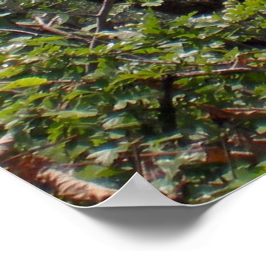 Poster Montecatini Terme (Coin)