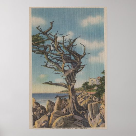 Poster Monterey, CA - Old Witch Tree sur 17 Mile (Devant)