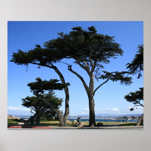 Poster Monterey Cypress Tree, photo de la côte (Devant)