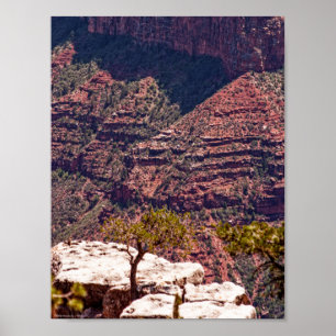 Poster Montres Rafinesques