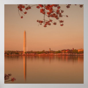 Poster Monument de Washington Sakura au coucher du soleil