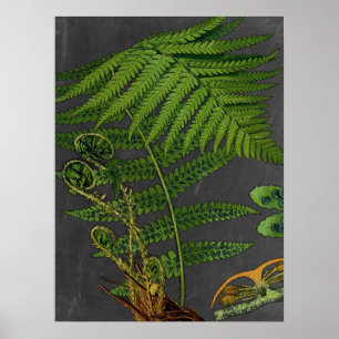 Poster Moody Art Fern avec Arrière - plan Chalkboard no 8