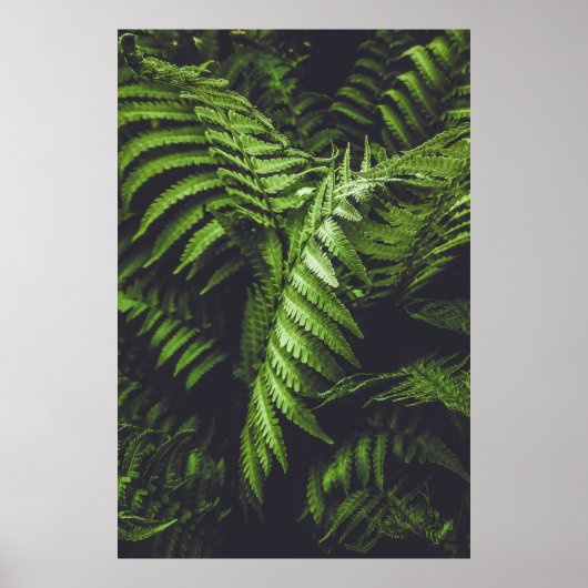 Poster Moody Dark Green Fern Leaves Botanical Nature (Devant)