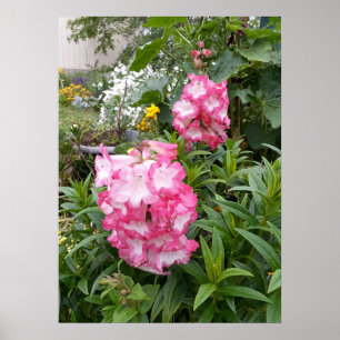 Poster mooie roze Penstemon Vloer Garden