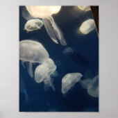 Poster Moon Jellies (Devant)