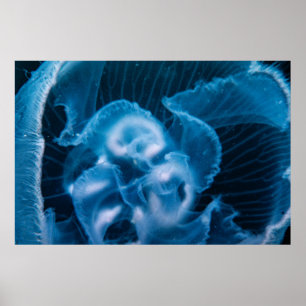 Poster Moon Jelly