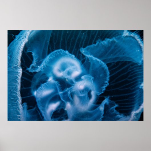 Poster Moon Jelly (Devant)