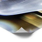 Poster Moon Jellyfish (Coin)