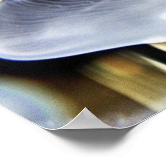 Poster Moon Jellyfish (Coin)