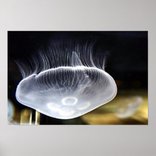 Poster Moon Jellyfish