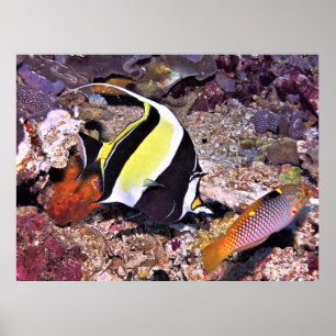 Poster Moorish Idol and Wrasse