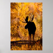 Poster Moose (Devant)