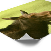 Poster Moose A Dit Cake (Coin)