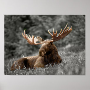 Poster Moose Black Blanc Photo Monochromatique Rustique
