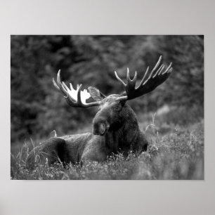 Poster Moose Black White Photo Cabine russe moderne