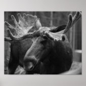 Poster Moose BW (Devant)
