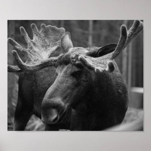 Poster Moose BW (Devant)