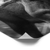 Poster Moose BW (Coin)