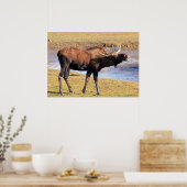 Poster Moose dit "Fromage" (Cuisine)