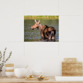 Poster Moose Feeding in Glacier National Park, Montana (Cuisine)
