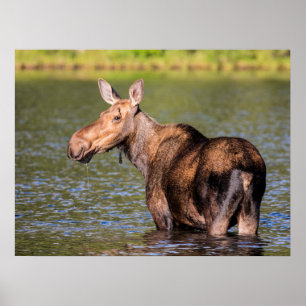 Poster Moose Feeding in Glacier National Park, Montana