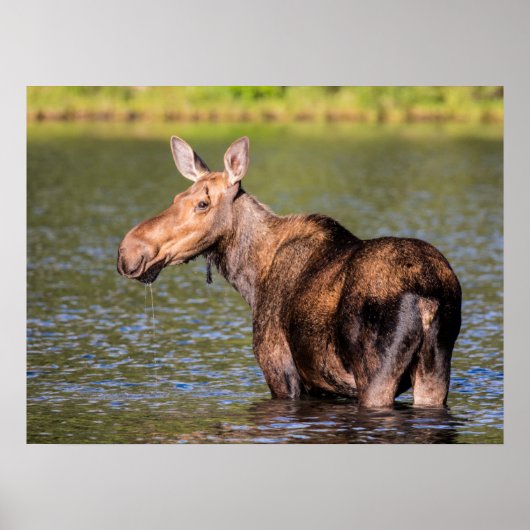 Poster Moose Feeding in Glacier National Park, Montana (Devant)