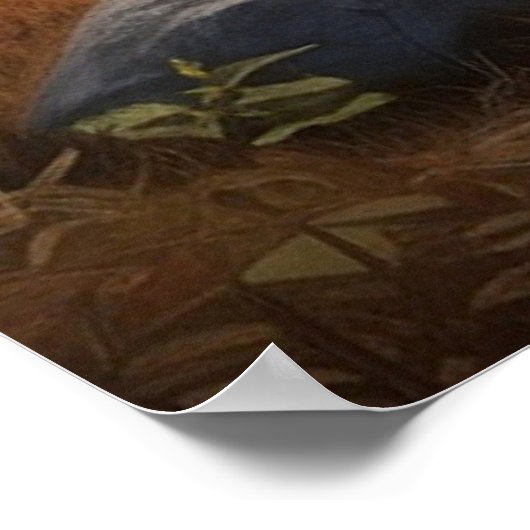 Poster *~* MOOSE Stream Nature Cabine Forest AP49 (Coin)