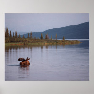 Poster Moose Swimming in Lake