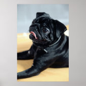 Poster Mops (Devant)