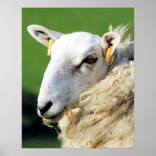 POSTER MOQUETTE