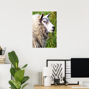 POSTER MOQUETTE
