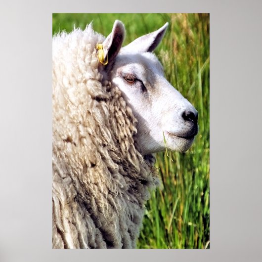 POSTER MOQUETTE (Devant)