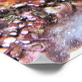 Poster Moray Emerging (Coin)