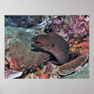 Poster Moray Emerging