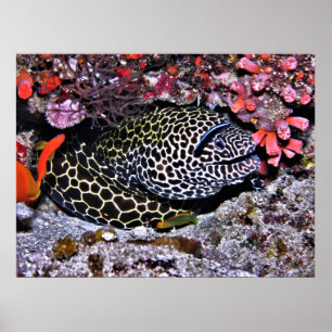 Poster Moray et ses amis