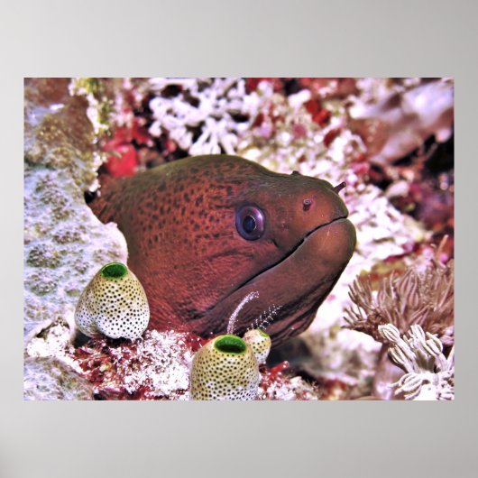 Poster Moray Portrait (Devant)