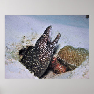 Poster Moray tacheté à Cozumel