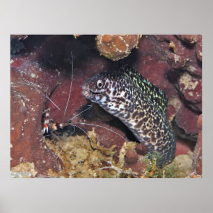 Poster Moray tacheté et crevettes