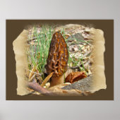 Poster Morel Mushroom (Devant)