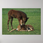 Poster Morgan Foals joue (Devant)