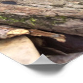 Poster Morille grise (Coin)