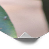 Poster Morinda citrifolia - Noni (Coin)