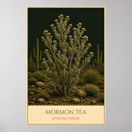 Poster Mormon Tea – Vintage Botanical Illustration (Devant)