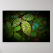 Poster Morning Dew, (Devant)